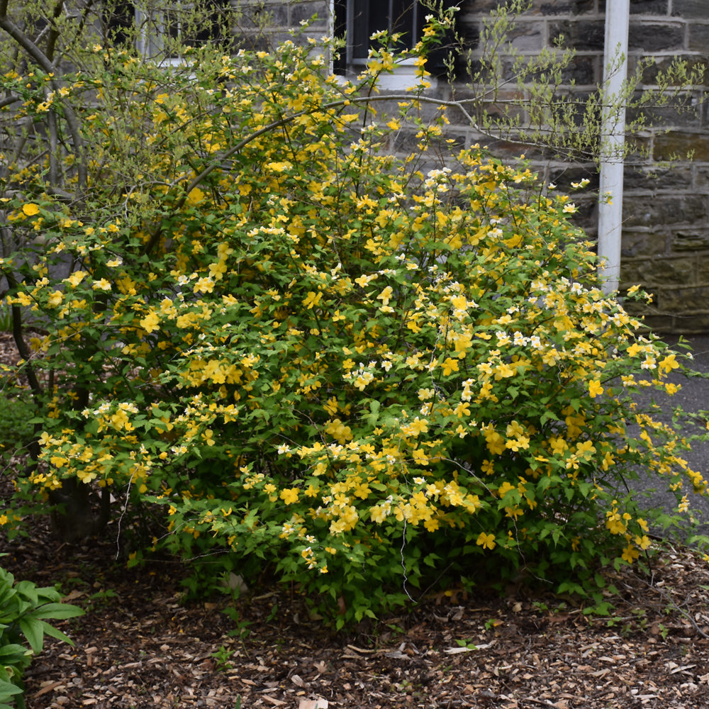 Golden Guinea Japanese Kerria