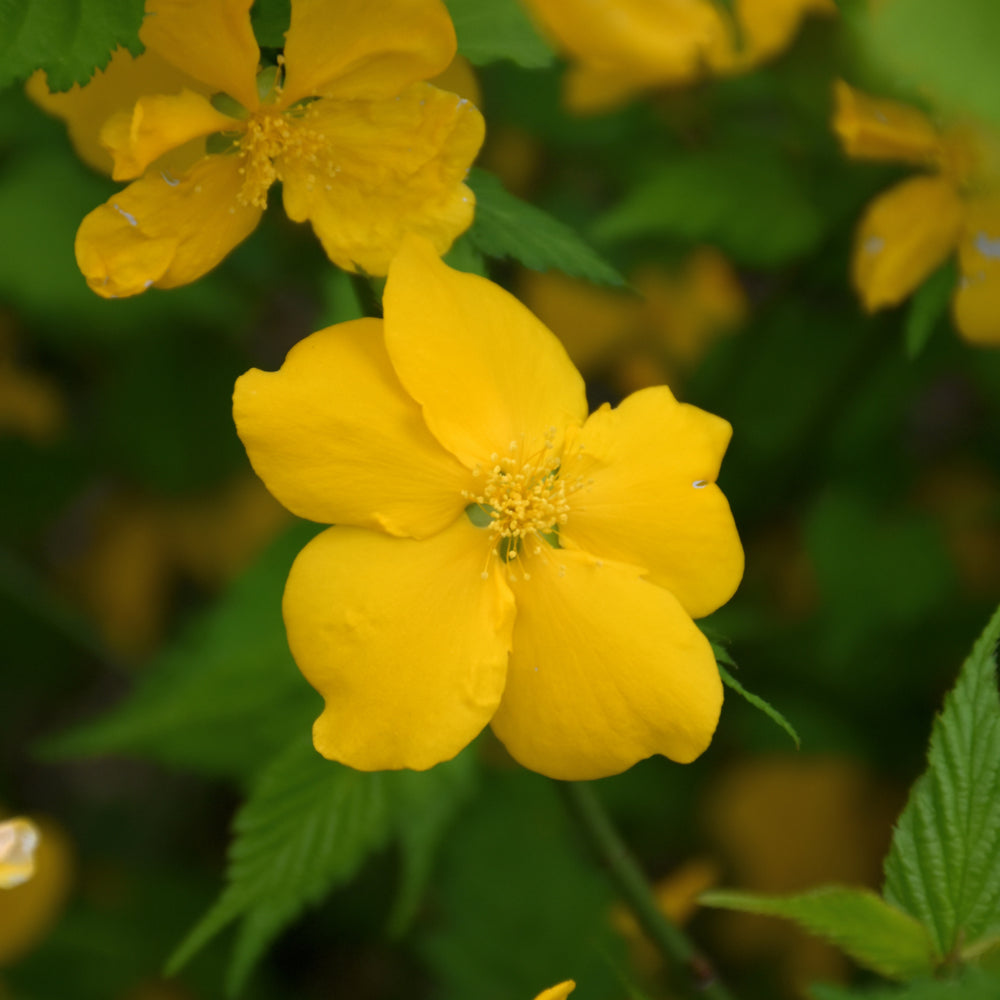 Kerria japonica 'Golden Guinea'