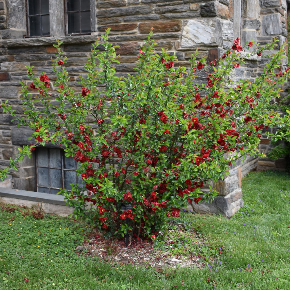 Double Take® Scarlet Flowering Quince