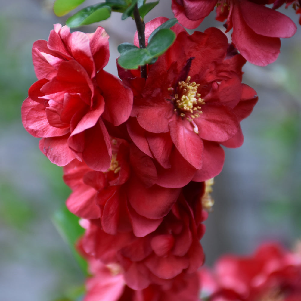 Double Take® Scarlet Flowering Quince