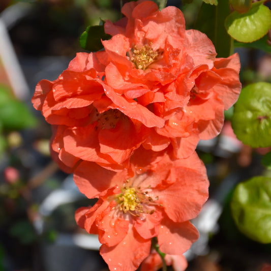 Chaenomeles speciosa 'NCCS4'