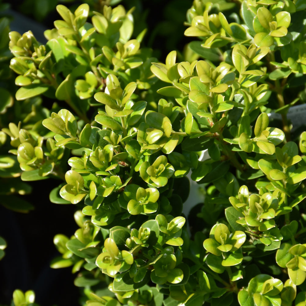 Buxus microphylla 'Little Missy'