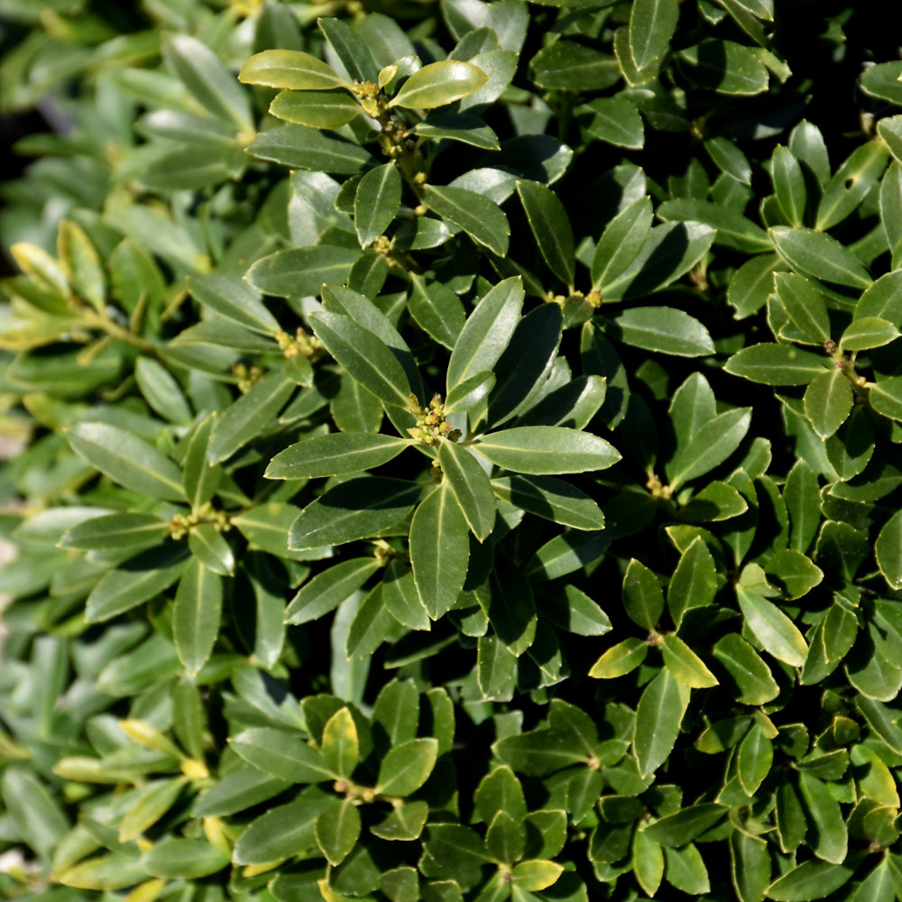 Ilex crenata 'Hoogendorn'