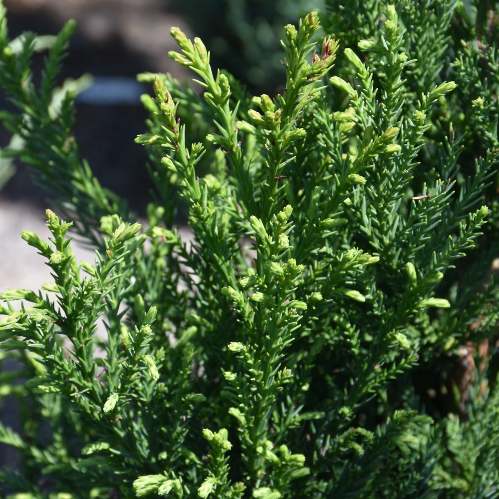 Radicans Japanese Cedar