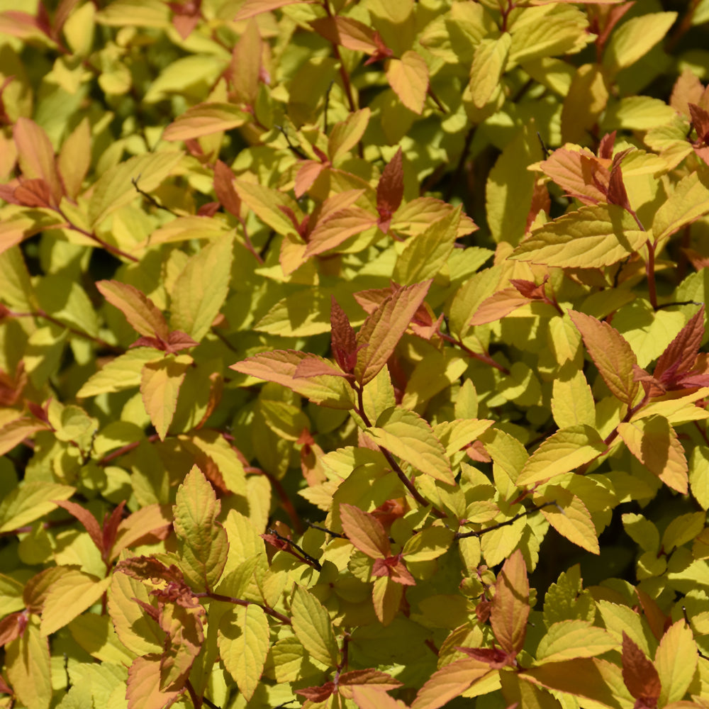 Spiraea japonica 'MINSPIL04'