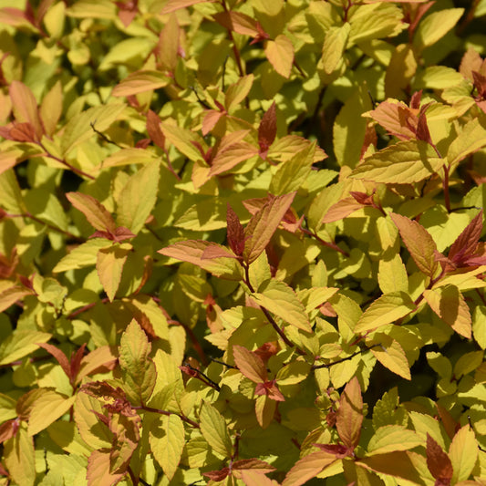 Spiraea japonica 'MINSPIL04'