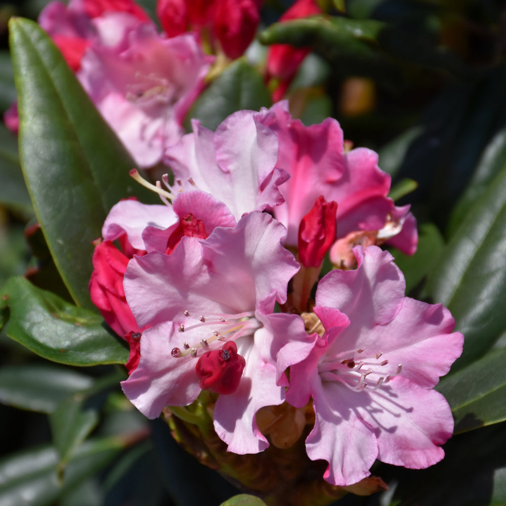 Dandy Rhododendrum Dandy Man Color Wheel® Rhododendron – Weston Nurseries