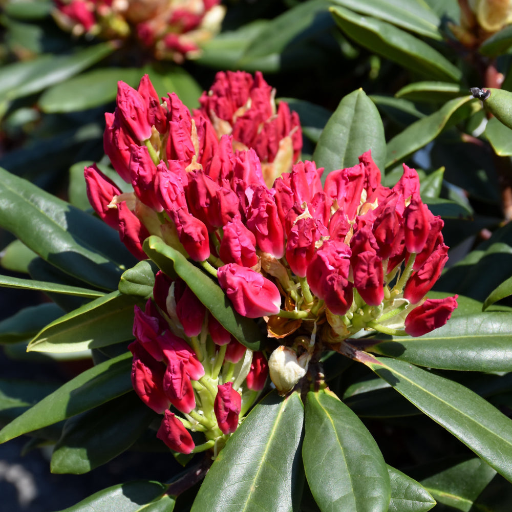 Dandy Rhododendrum Dandy Man Color Wheel® Rhododendron – Weston Nurseries