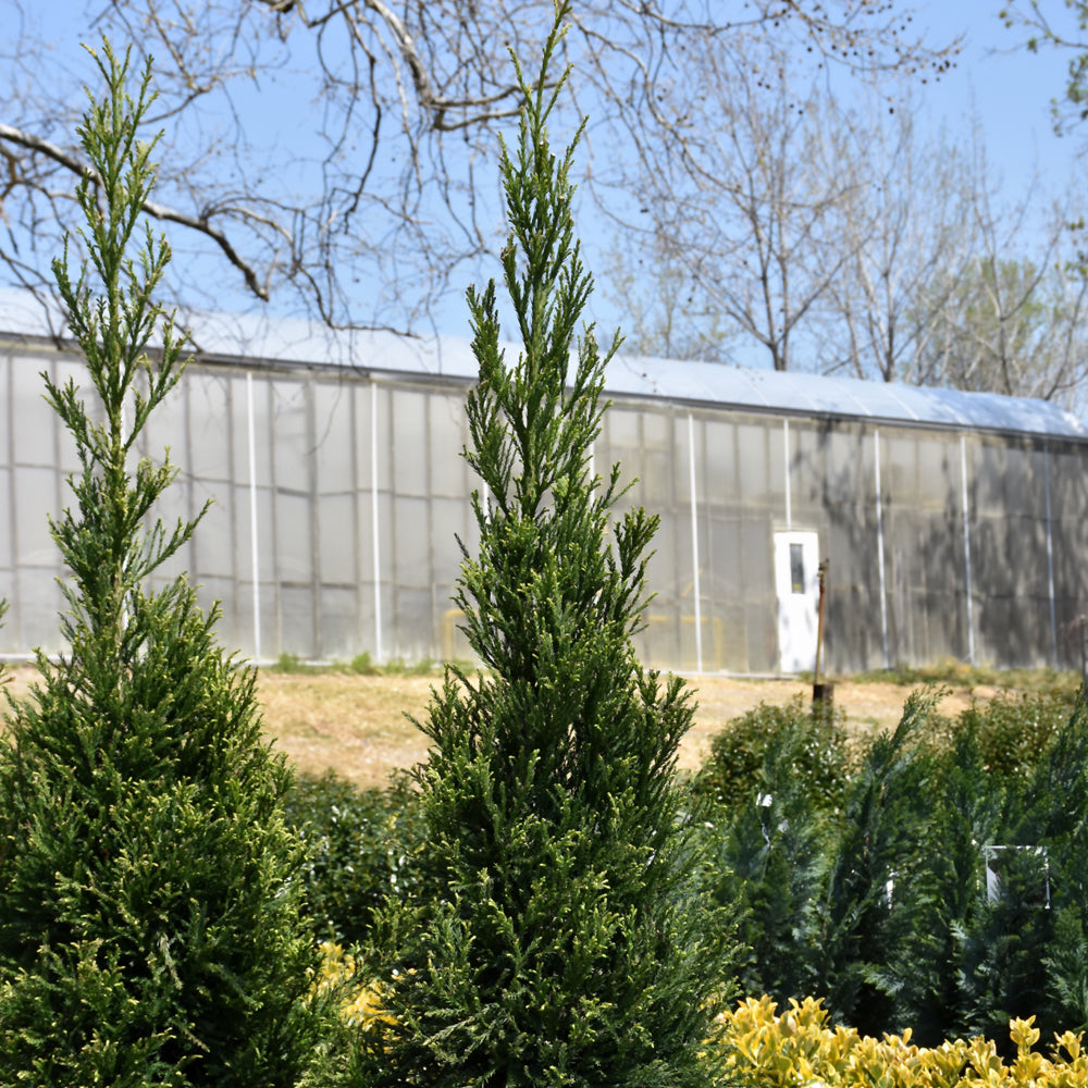 Cryptomeria japonica 'Radicans'