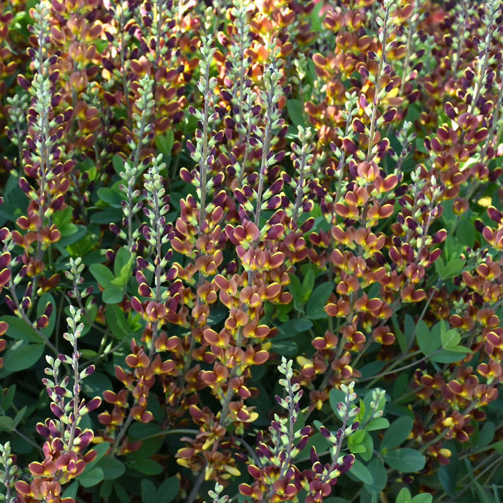 Decadence® Cherries Jubilee False Indigo