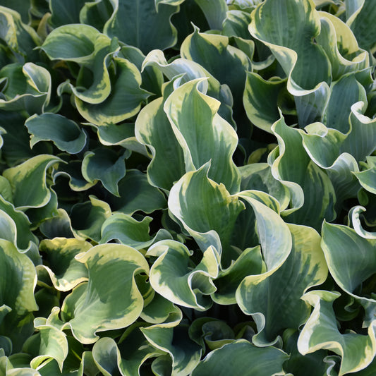 Hosta 'Wheee!'