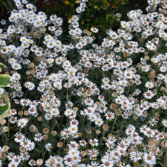 Erigeron pulchellus 'Lynnhaven Carpet'