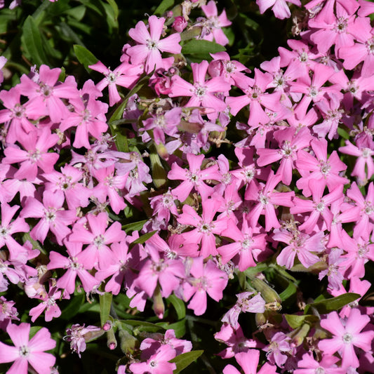 Silene caroliniana 'Short And Sweet'