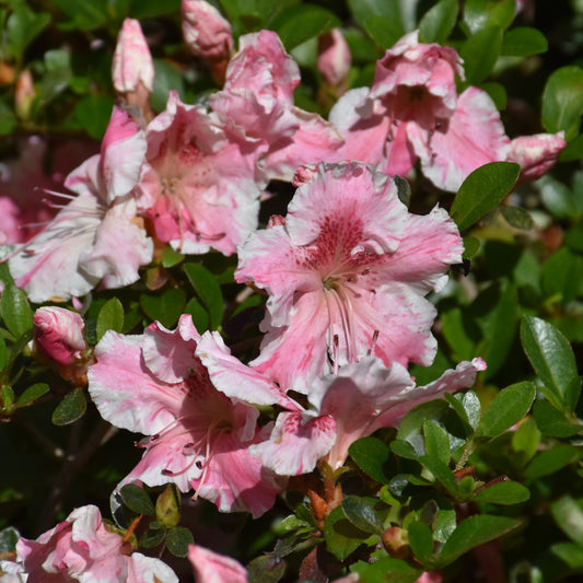 Rhododendron 'Roblet'