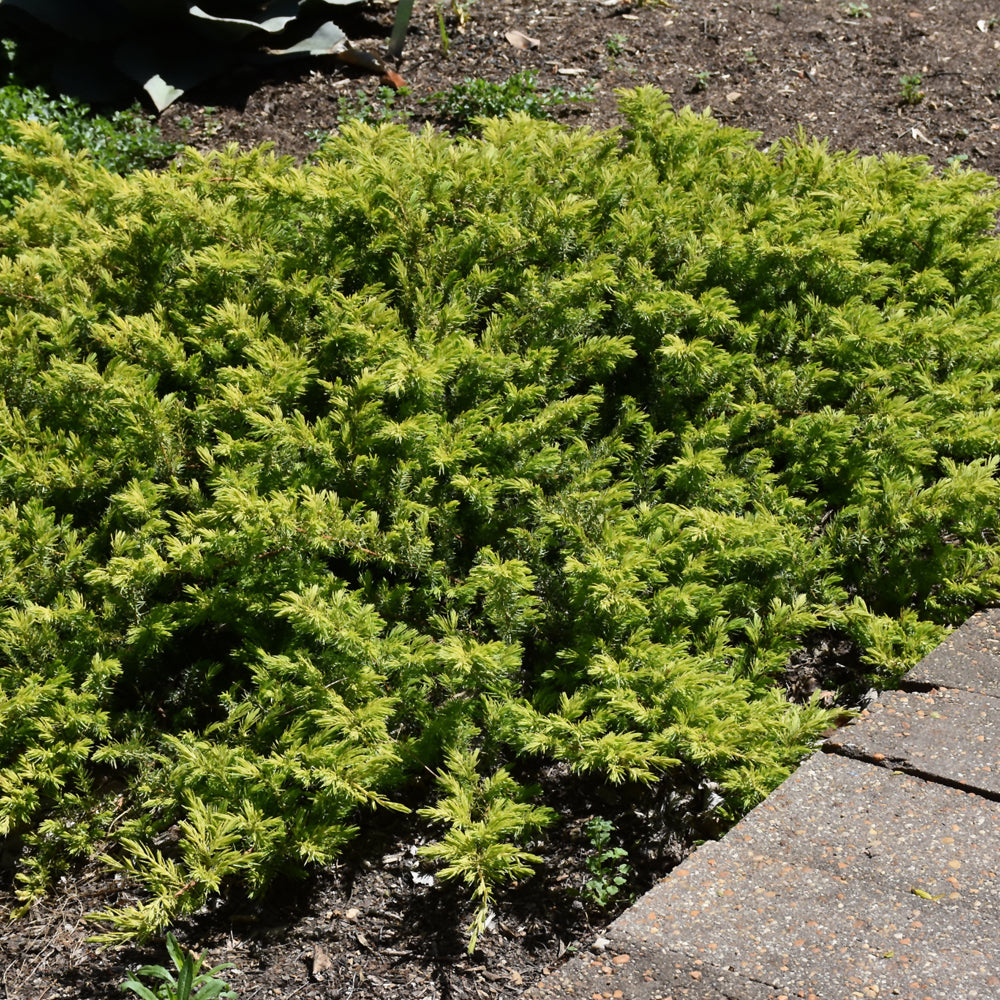 Juniperus conferta 'sPg-3-016'