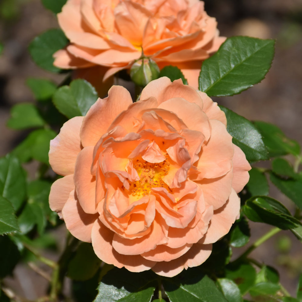 Weston Roses At Last® Rose – Weston Nurseries