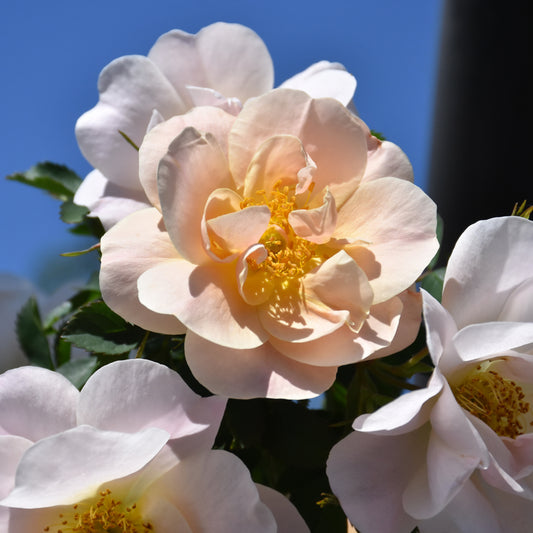 Rosa 'ZLEeltonStrack'