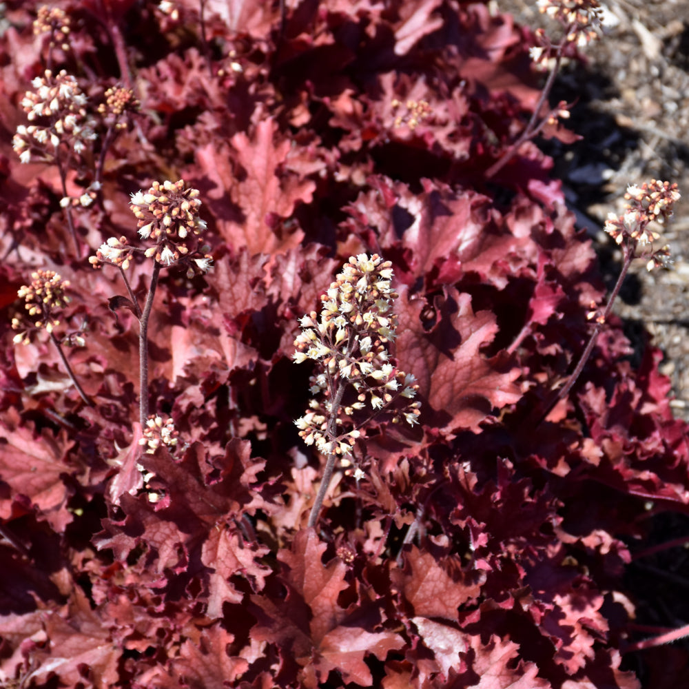 Ruby Tuesday Coral Bells