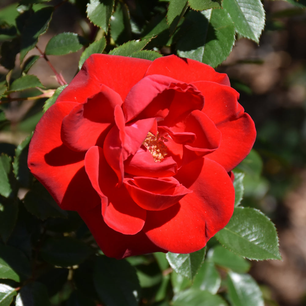 Rosa 'Como Park'