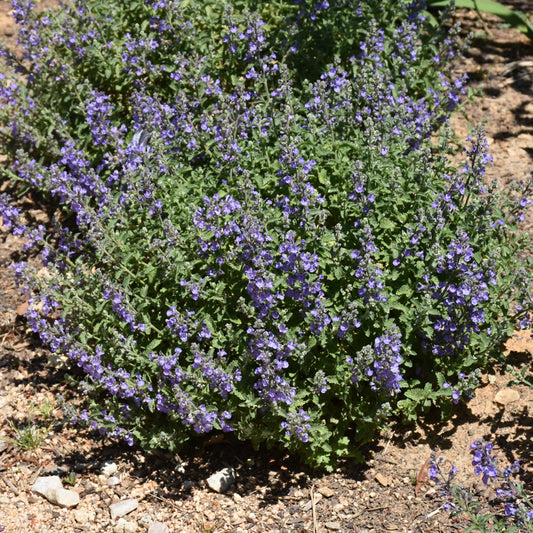 Nepeta 'Sylvester Blue'