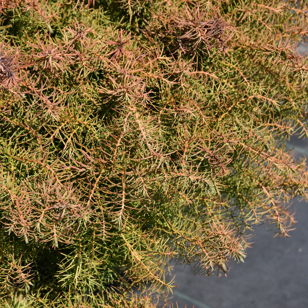 Mushroom Japanese Cedar