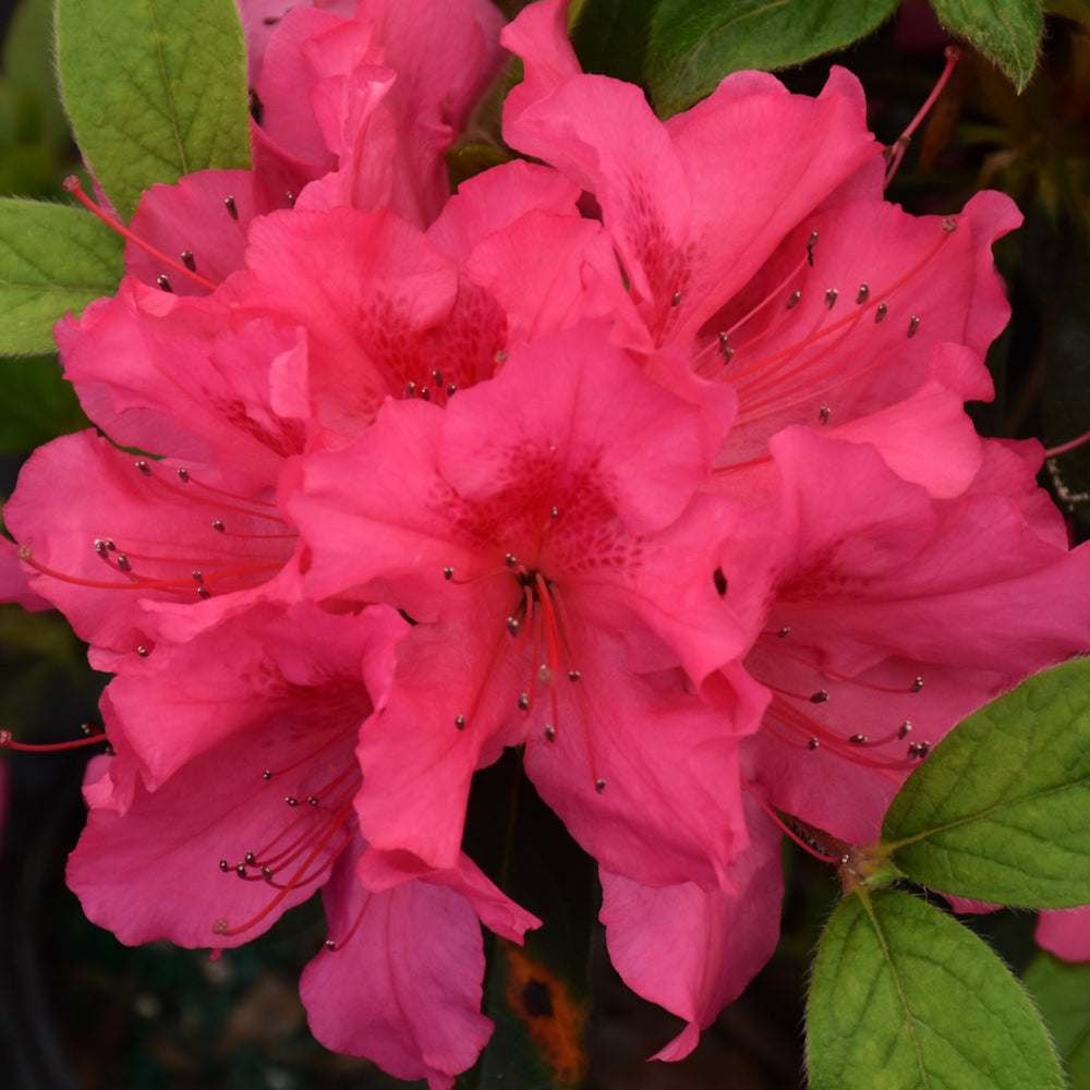Rhododendron 'Roblee'