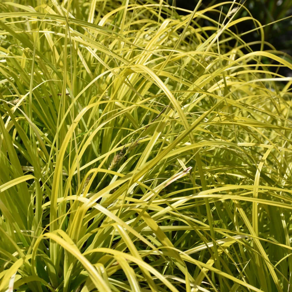 EverColor® Everillo Japanese Sedge