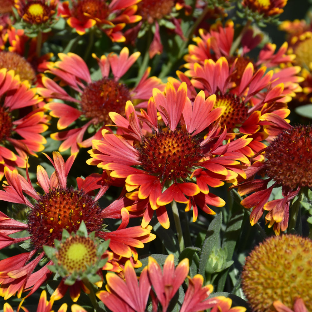 SpinTop™ Orange Halo Blanket Flower