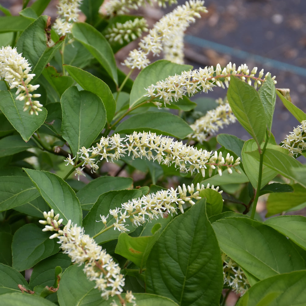 Itea virginica 'SMNIVMM'