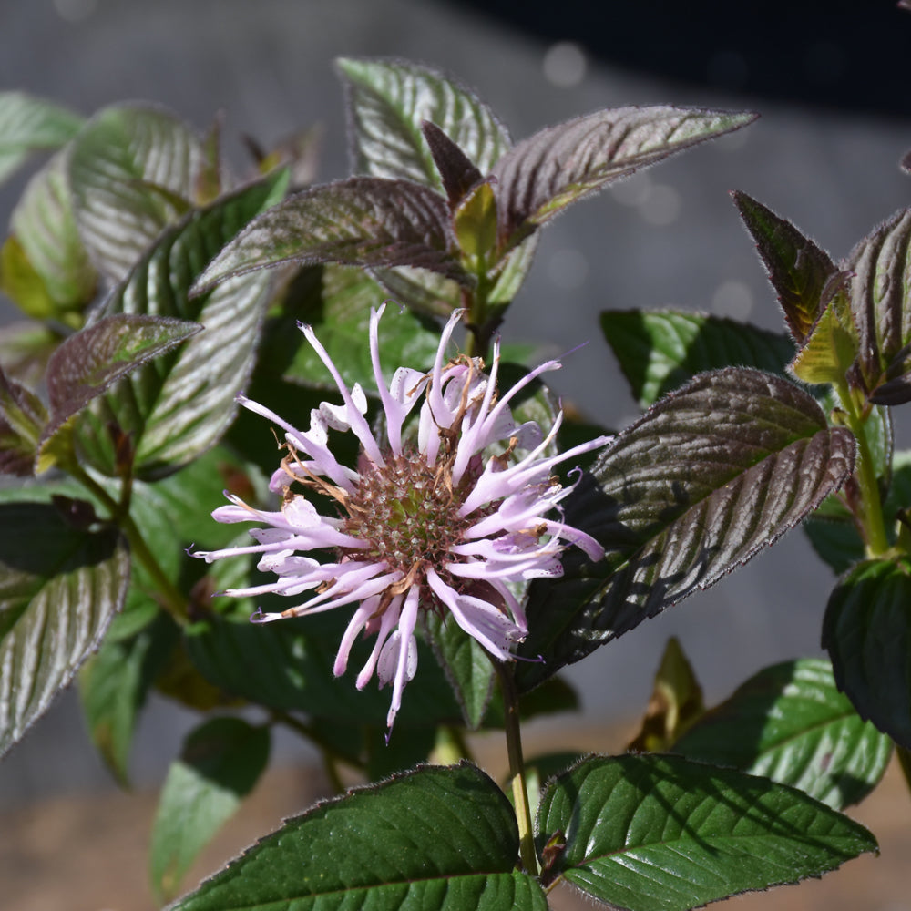 Monarda bradburiana 'Midnight Oil'