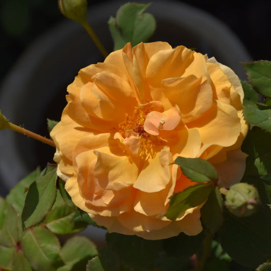 Rosa 'CHEWAMBERNESS'