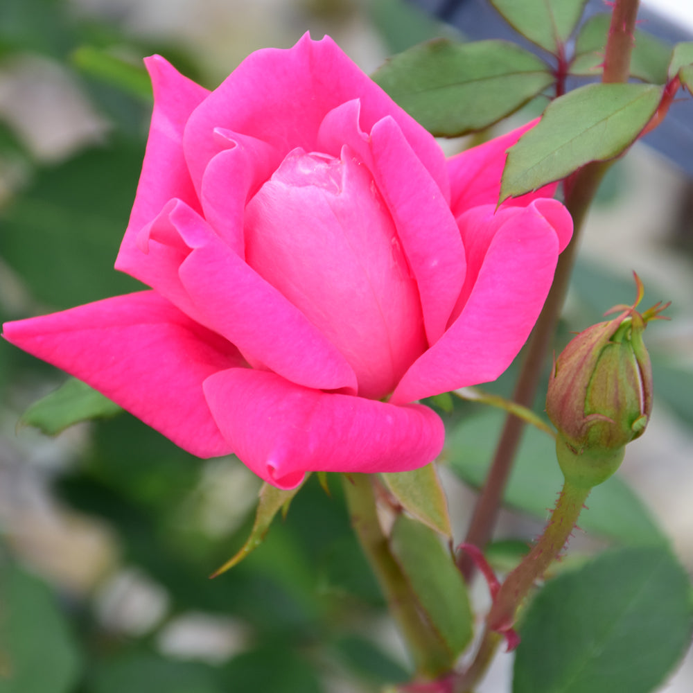 Pink Double Knock Out® Rose