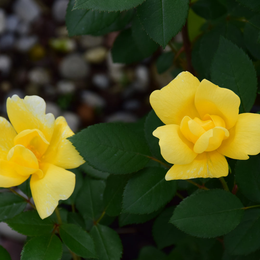 Sunny Knock Out® Rose