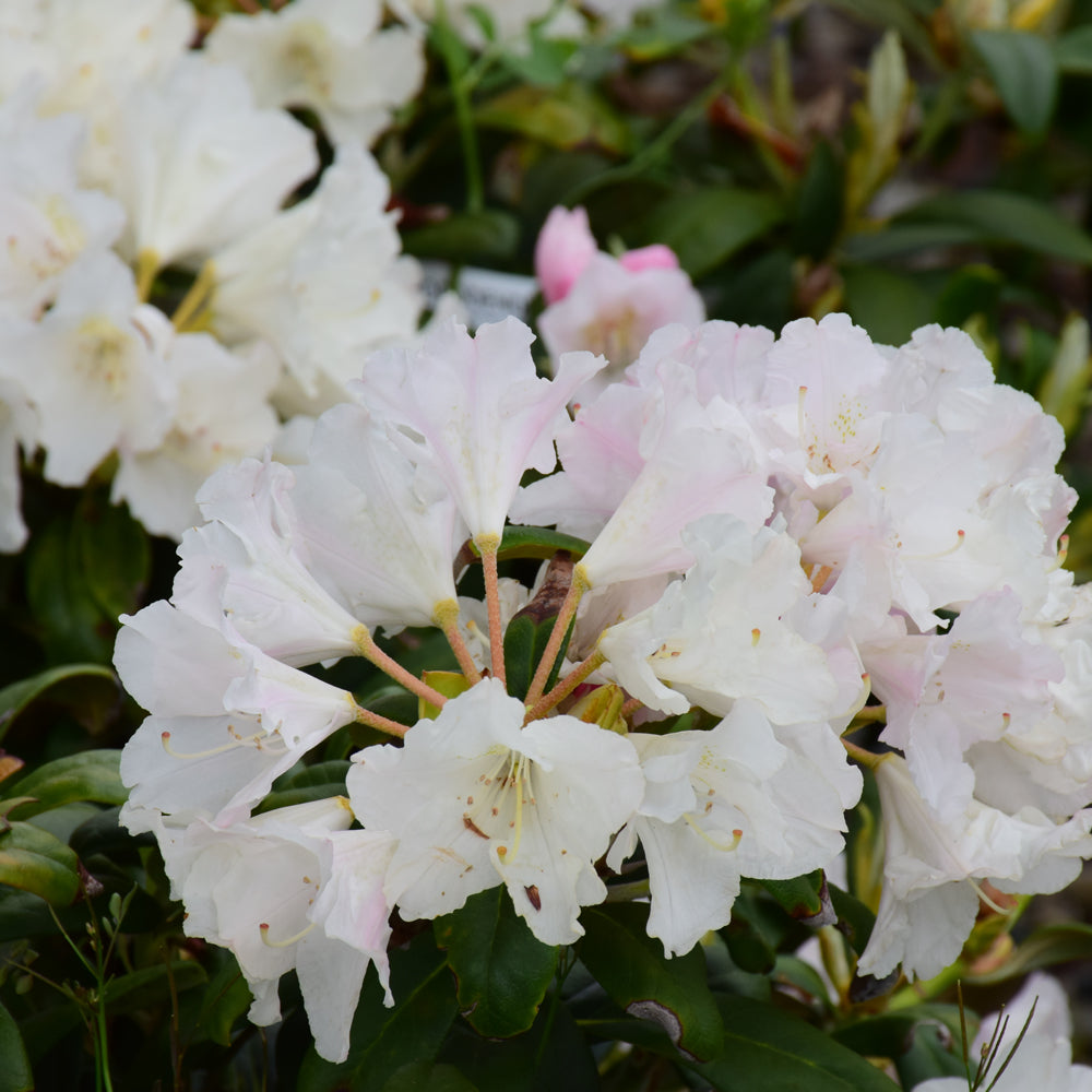 Rhododendron yakushimanum 'Yaku Princess'