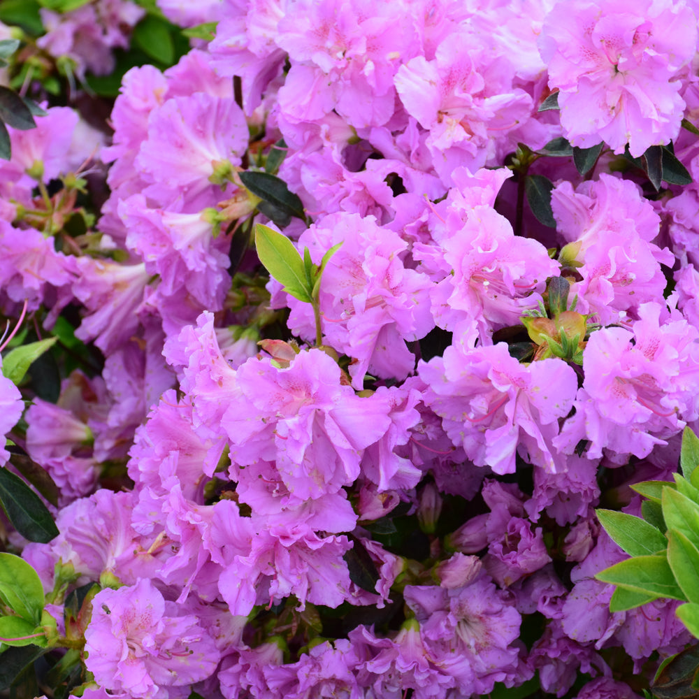 Rhododendron 'Elsie Lee'