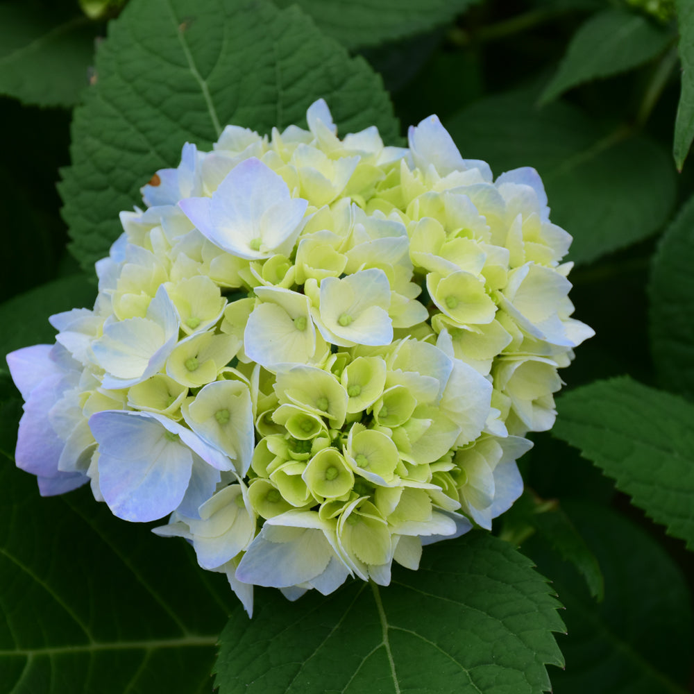 Nantucket Blue Hydrangea