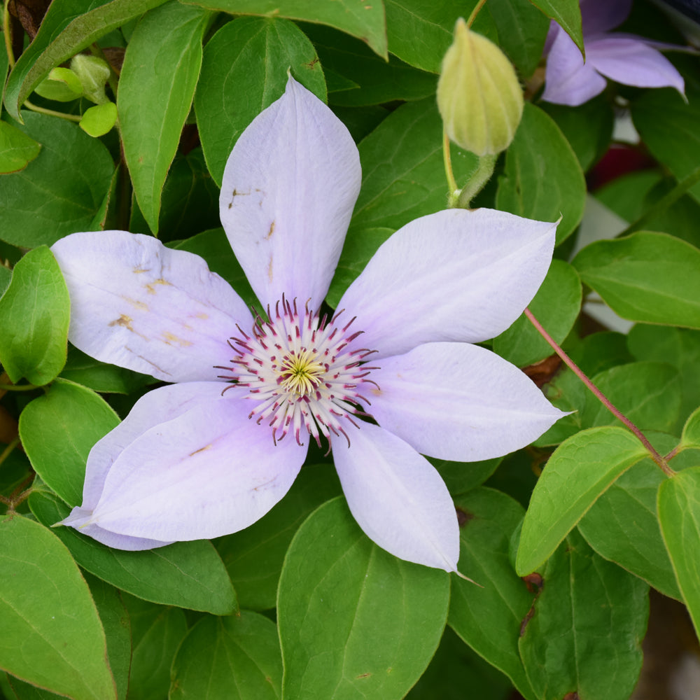 Bernadine™ Clematis