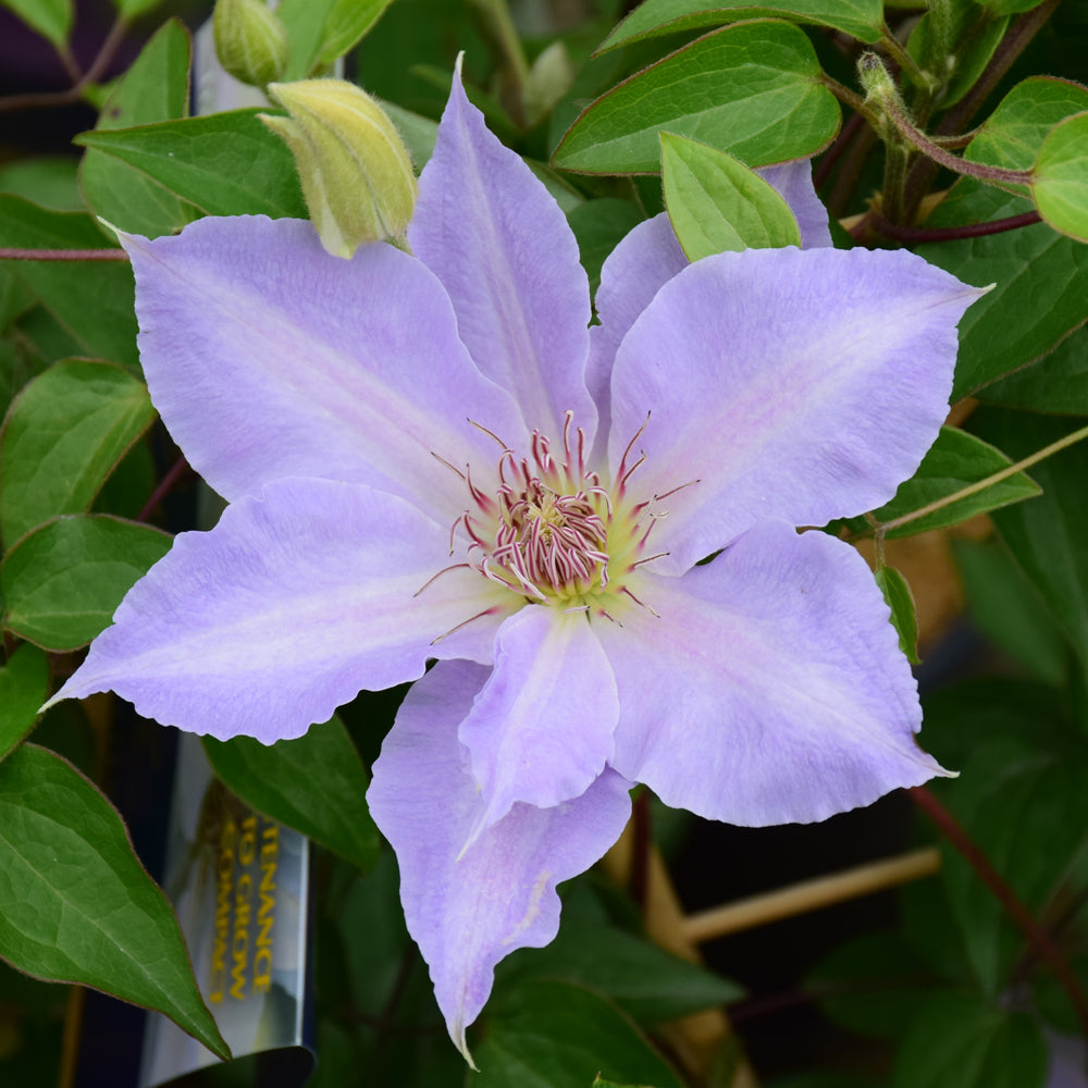 Clematis 'Evipo111'