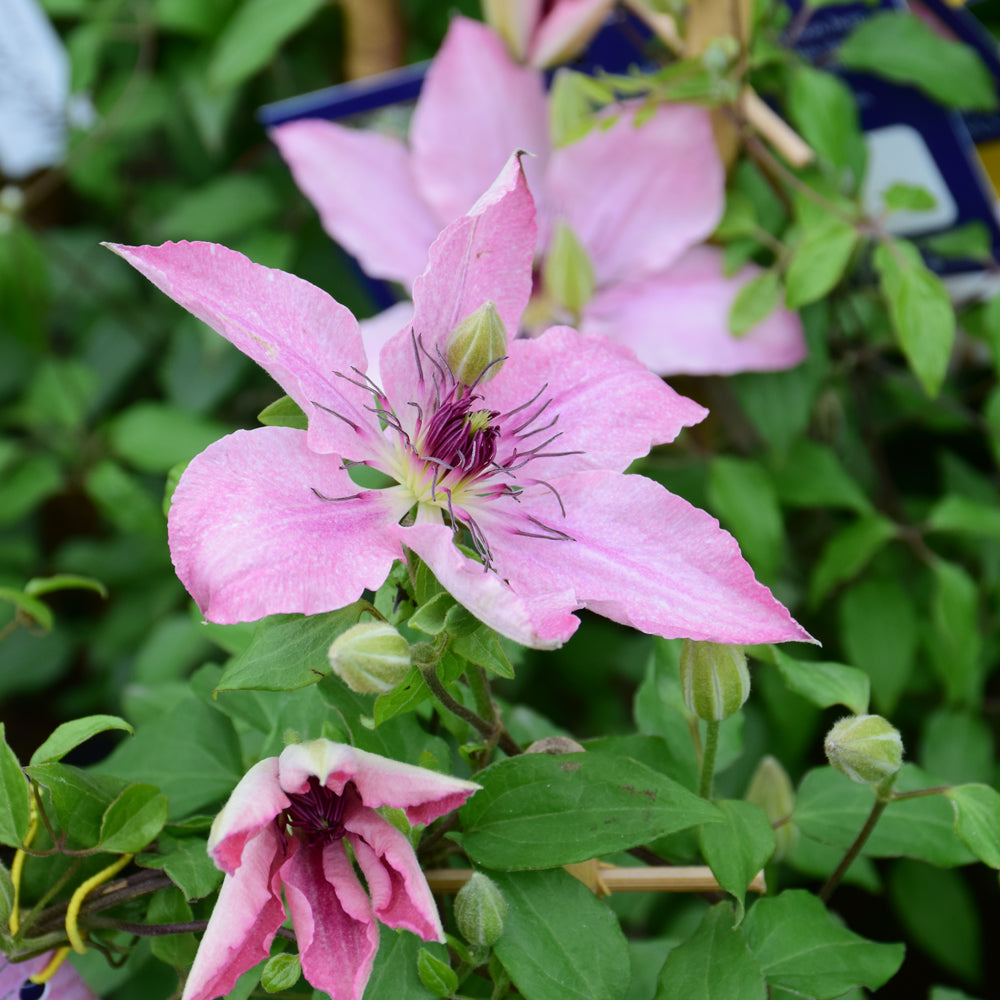 Clematis 'Evipo098'