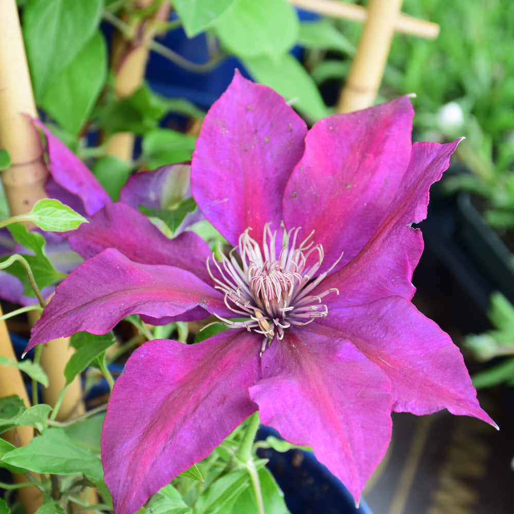 Clematis 'Evipo024'