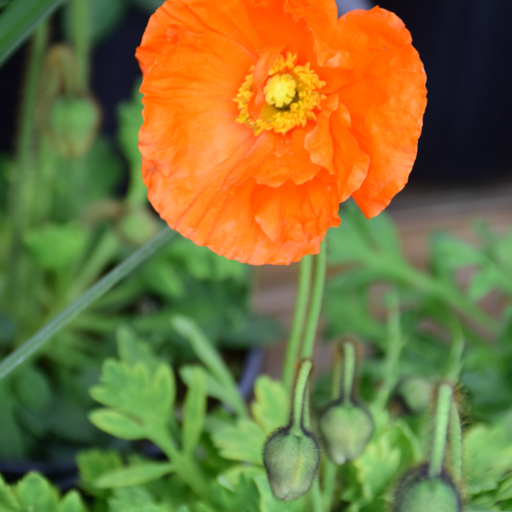 Garden Gnome Poppy