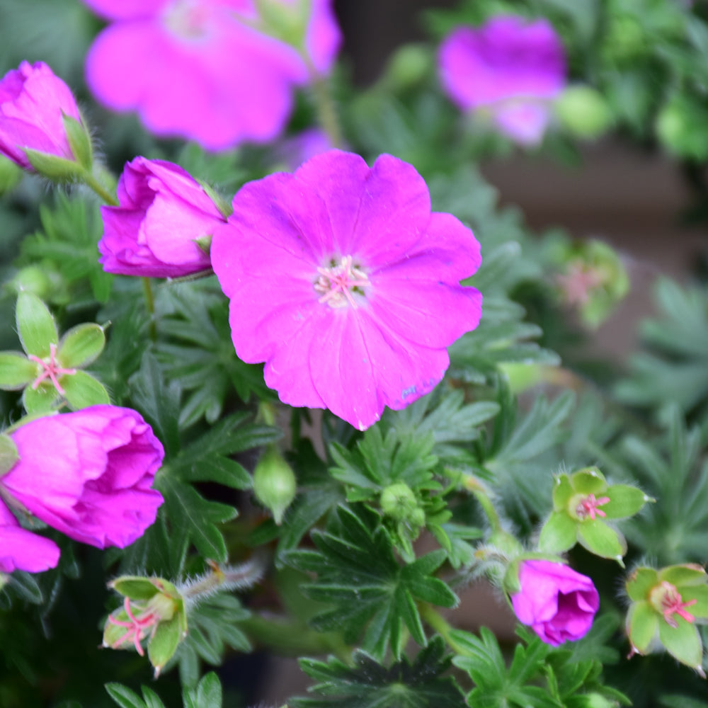 Max Frei Cranesbill