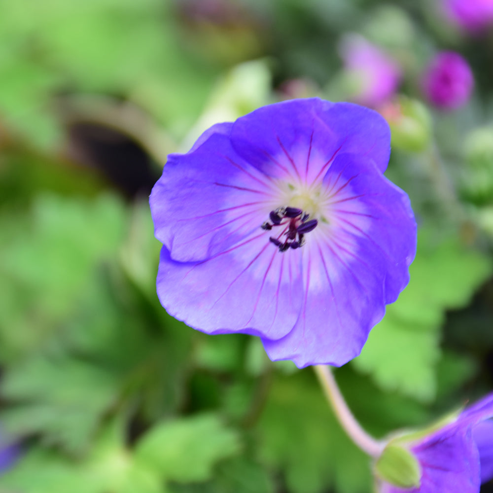 Geranium 'Rozanne'