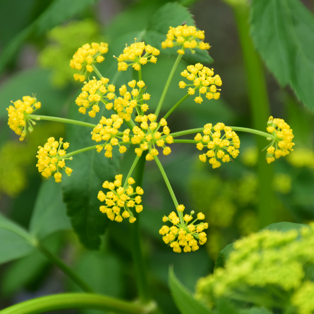 Zizia aurea