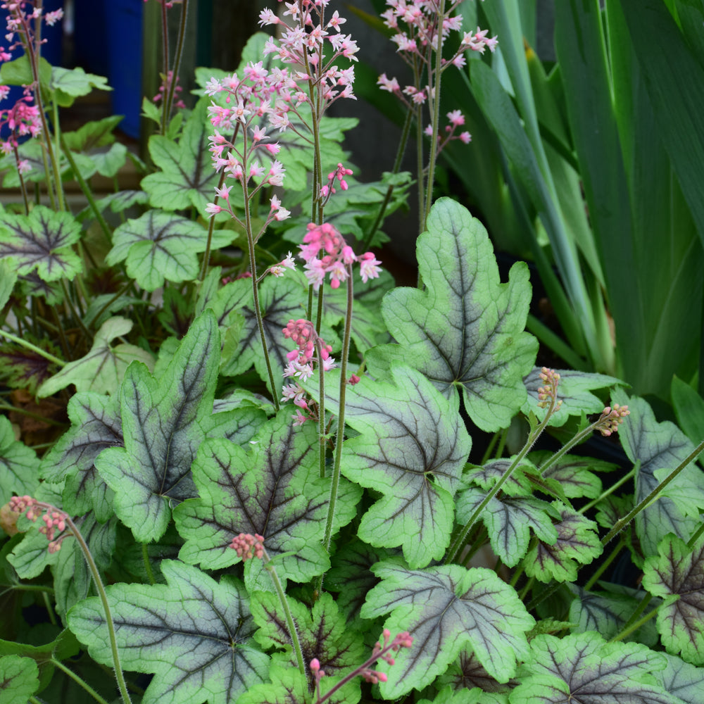 Heucherella 'Pink Fizz'