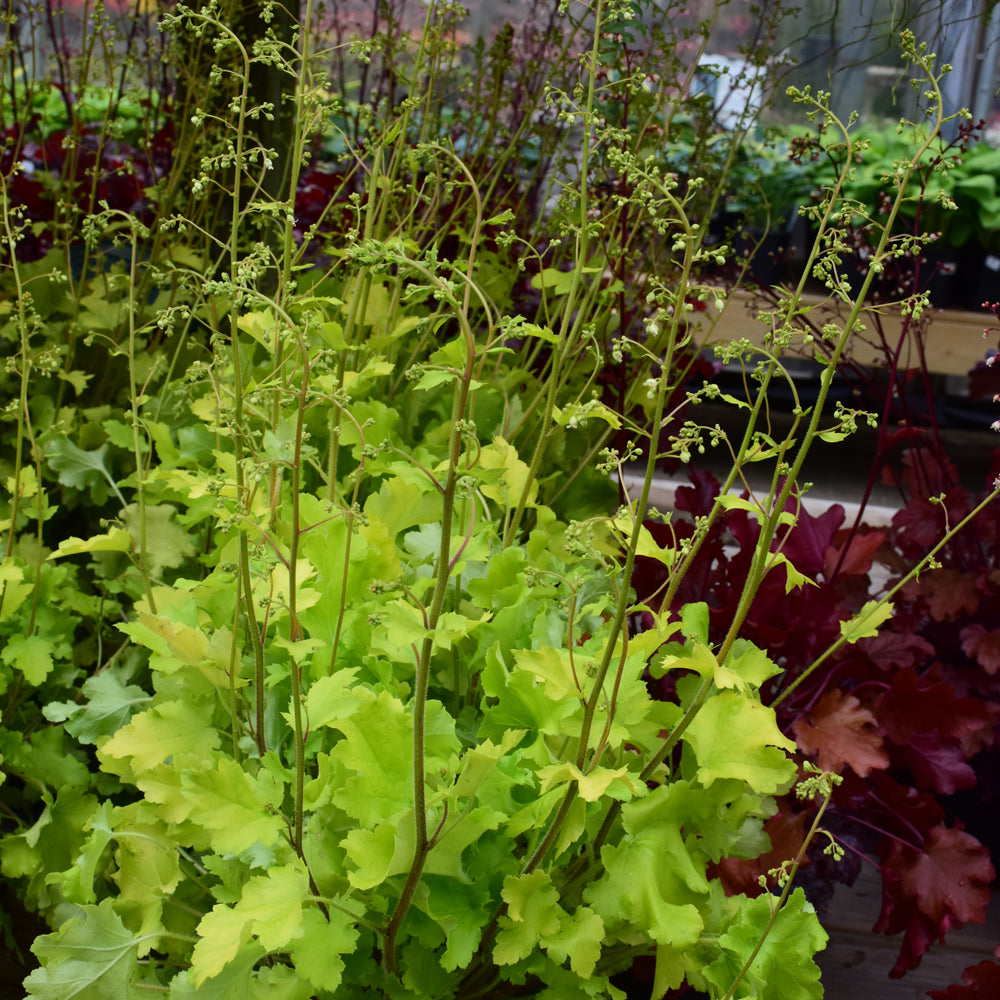 Heuchera 'Lime Marmalade'