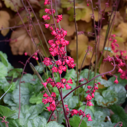 Heuchera 'Spearmint'