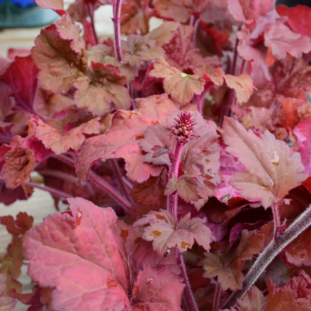 Heuchera 'Mahogany Monster'