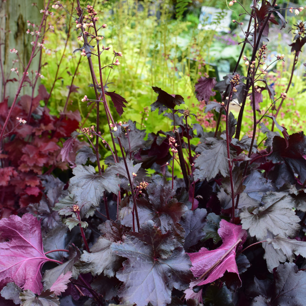 Heuchera 'Black Pearl'