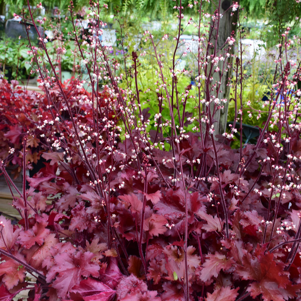 Heuchera 'Cherry Truffles'